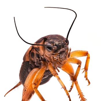 Mediterranean Field Cricket, close up of insect on white background