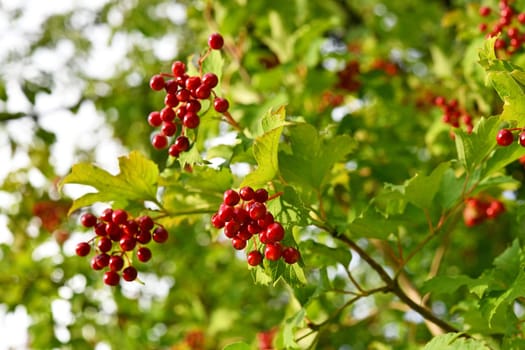 red berries of the virurnum
