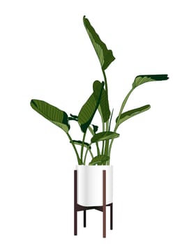 Strelitzia. A trendy houseplant. Modern flower pot. Plant vase. Plant growing. Vector illustration