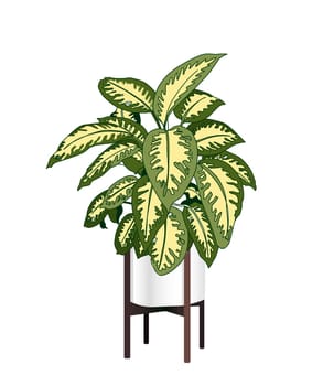Dieffenbachia. A trendy houseplant. Modern flower pot. Plant vase. Plant growing. Vector illustration