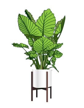 Alocasia. A trendy houseplant. Modern flower pot. Plant vase. Plant growing. Vector illustration