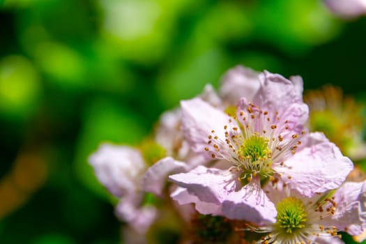 Framboise or raspberry flower heads during sprintime. Macro shot, detail and close-up. Beauty in nature