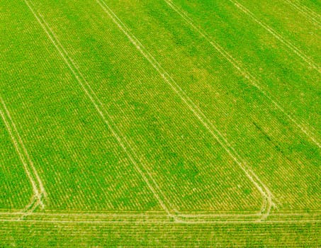Aerial of green agricultural field with traces and tracks of spraying acitivities by tractor. Nature and landscape.