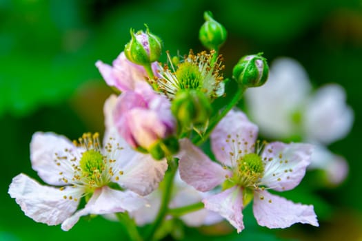 Framboise or raspberry flower heads during sprintime. Macro shot, detail and close-up. Beauty in nature