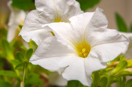 Closeup of pink Petunia flower with Stigma pistillum and Anther androecium. Flower in nature.