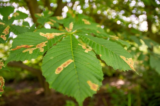 Horse chestnut leafs affected by Horse chestnut leaf-mining moth resulting in brown stains. Nature.