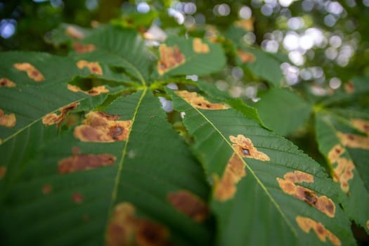 Horse chestnut leafs affected by Horse chestnut leaf-mining moth resulting in brown stains. Nature.