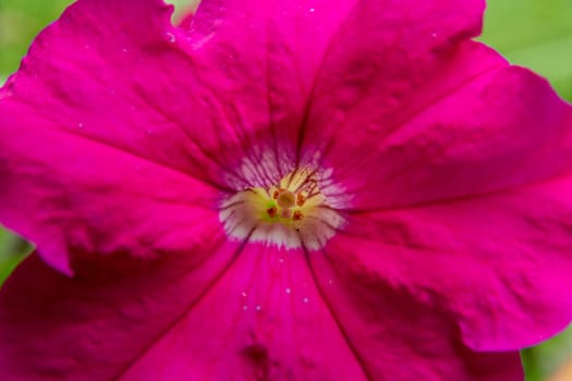 Closeup of pink Petunia flower with Stigma pistillum and Anther androecium. Flower in nature.