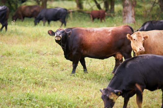 Cows on a meadow in Herrenkrug near Magdeburg used for landscape conservation
