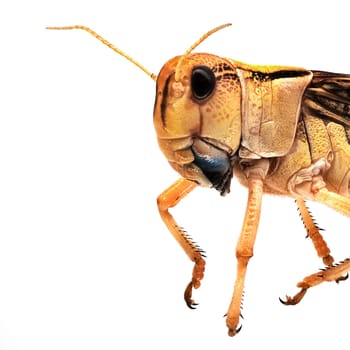Locust Close Up, grasshopper isolated on white background