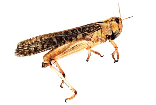 Locust Close Up, grasshopper isolated on white background