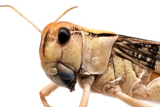 Locust Close Up, grasshopper isolated on white background