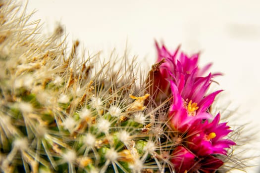 Close-up and macro of cactus with pink flower.