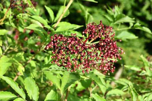 Lilacberries