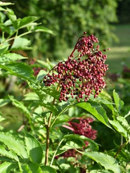 Lilacberries