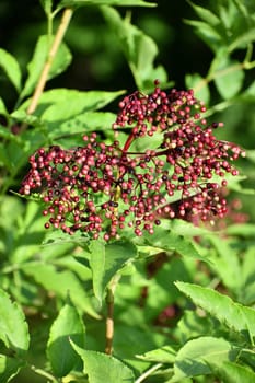 Lilacberries