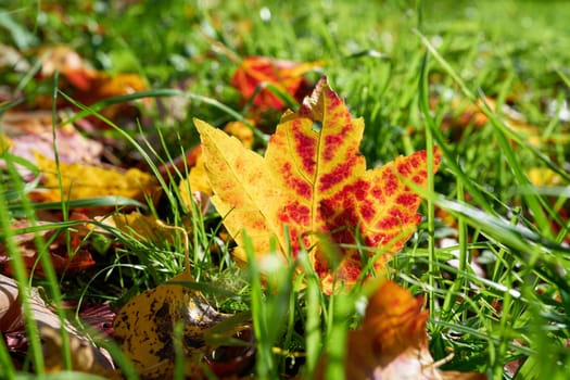 Maple leaf with colourful autumn colouring on a meadow