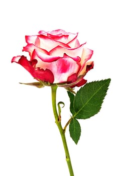 Rose Flower Pink, close up and studio shot of beautiful flower head