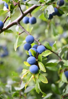 sloe thorn