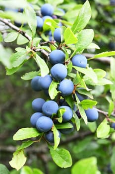 sloe thorn