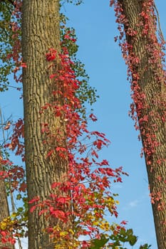 Virginia Creeper in Fall Colors in the Rose Lake State Natural Area in Michigan
