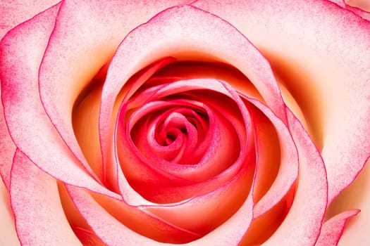 Rose Flower Pink, close up and studio shot of beautiful flower head