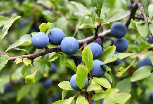 sloe thorn