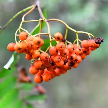 sorbus aucuparia