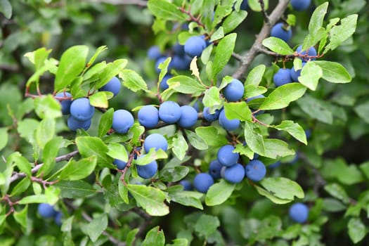 sloe thorn