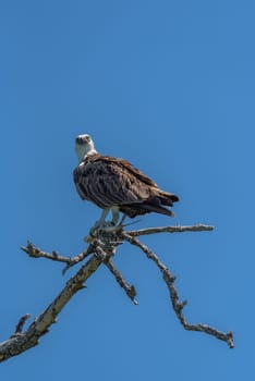 sitting osprey with a fish in its claws, Mexico
