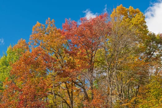 Fall Colors in the North Woods in Governor Thompson State Park in Wisconsin