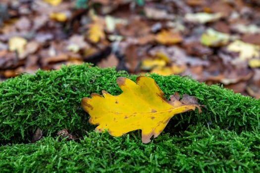 Yellow leaf on green moss in the autumn forest