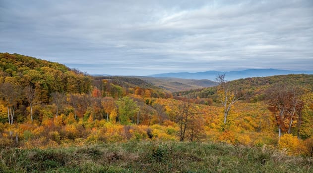 View of beautiful orange and red autumn forest in Hungary