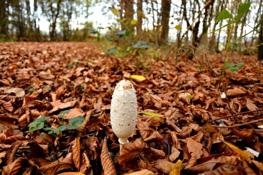 parasol mushroom, young mushroom on a forest floor