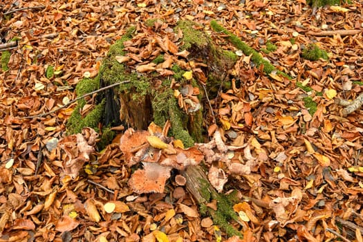 autumnal colored beech leaves with a tree trunk with mushrooms