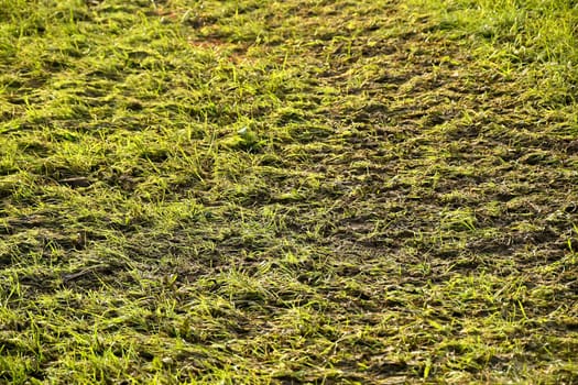 slurry on a green meadow in autumn