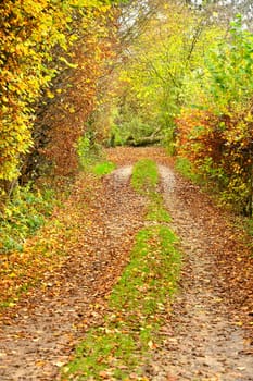 Forest in autumn with way