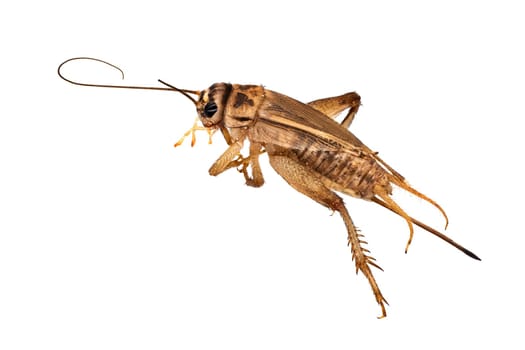House Cricket Close Up, studio shot of insect