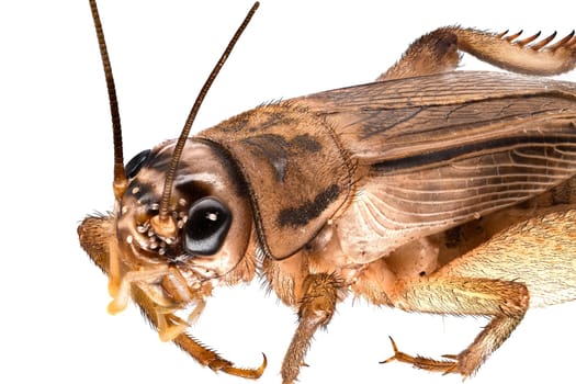House Cricket Close Up, studio shot of insect