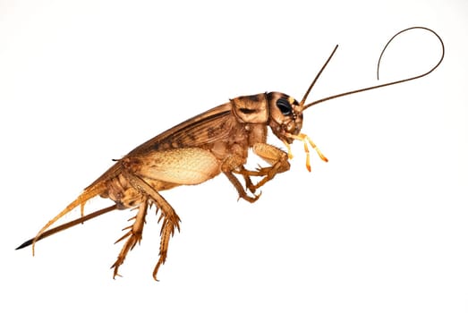 House Cricket Close Up, studio shot of insect