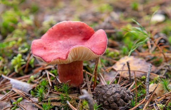 Russula lepida