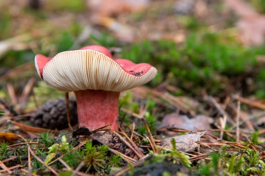 Russula lepida