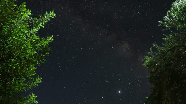 Stars and light up trees - Milky Way - Sky full of stars