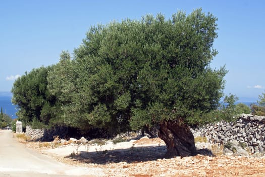 Olive grove