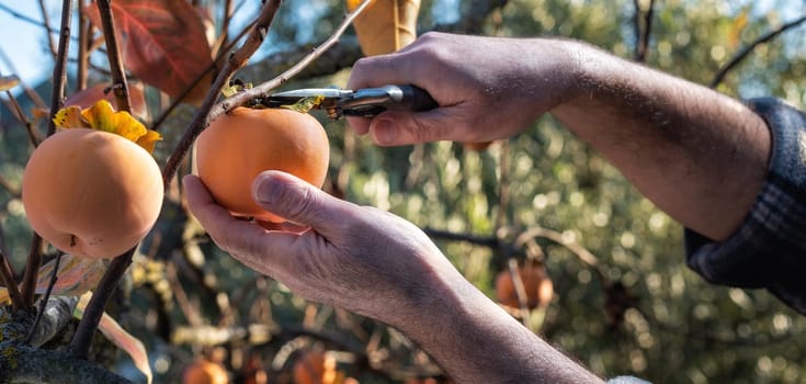Close-up of the hands of the farmer who with scissors collects persimmons from the tree in autumn. Traditional agriculture.