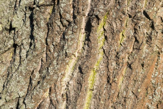 bark of an old tree,covered with lichen