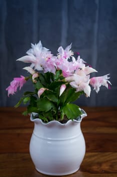 Christmas cactus (Schlumbergera) plant in pot on table