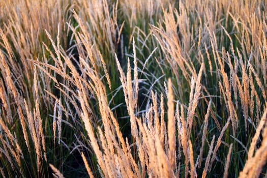 Yellow wheat ears moving in the sunset