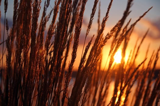 The ears winding in front of the orange sunset