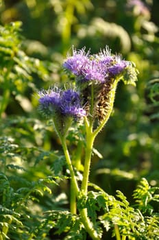 Phacelia in a field in Brittany